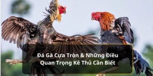 Đá gà cựa tròn