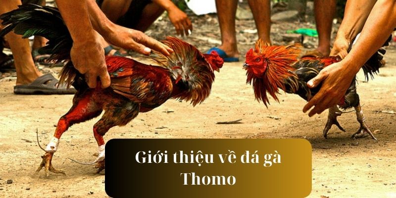 Một số nội dung tìm hiểu cụ thể về đá gà Thomo