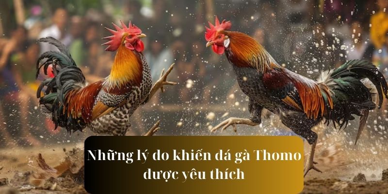 Một vài lý do giúp đá gà thomo thu hút người tham gia