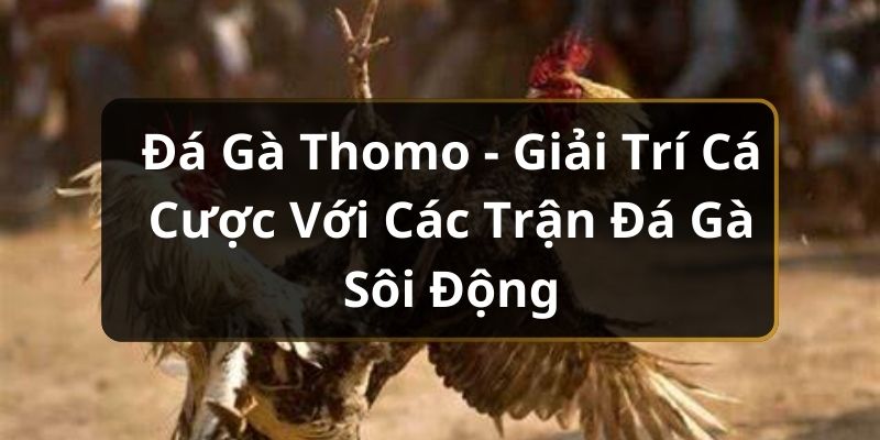 Đá gà thomo