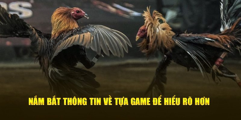 Nắm bắt thông tin về tựa game đá gà mỹ để hiểu rõ hơn